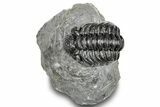 Phacopid (Adrisiops) Trilobite - Jbel Oudriss, Morocco #251639-4